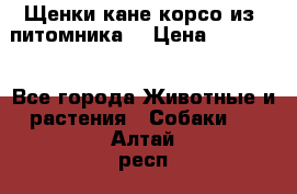 Щенки кане корсо из  питомника! › Цена ­ 65 000 - Все города Животные и растения » Собаки   . Алтай респ.